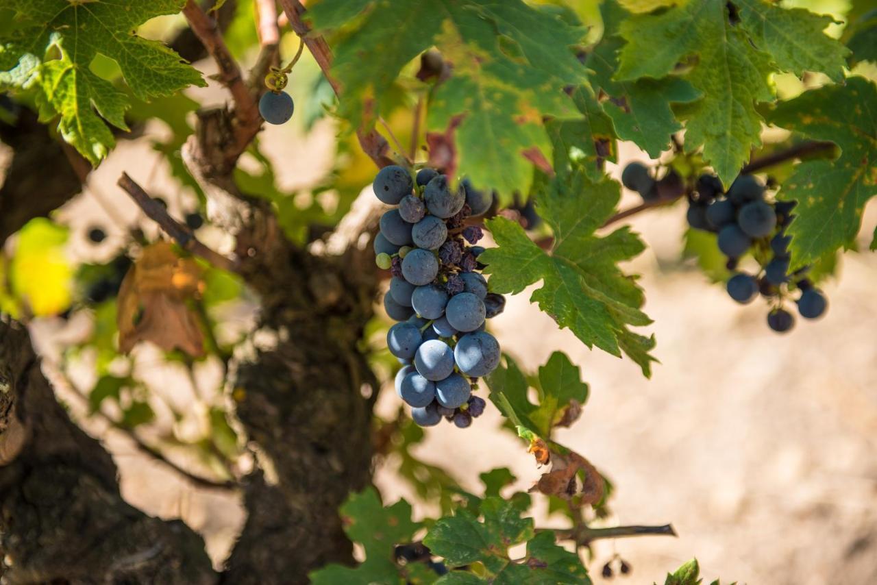 Viglione Wine Resort Santeramo in Colle Exterior foto